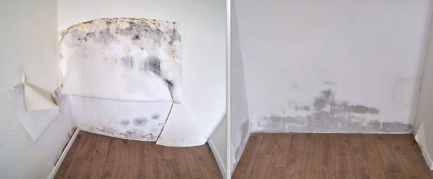 Home Mold Removal in Marcus Hook, PA